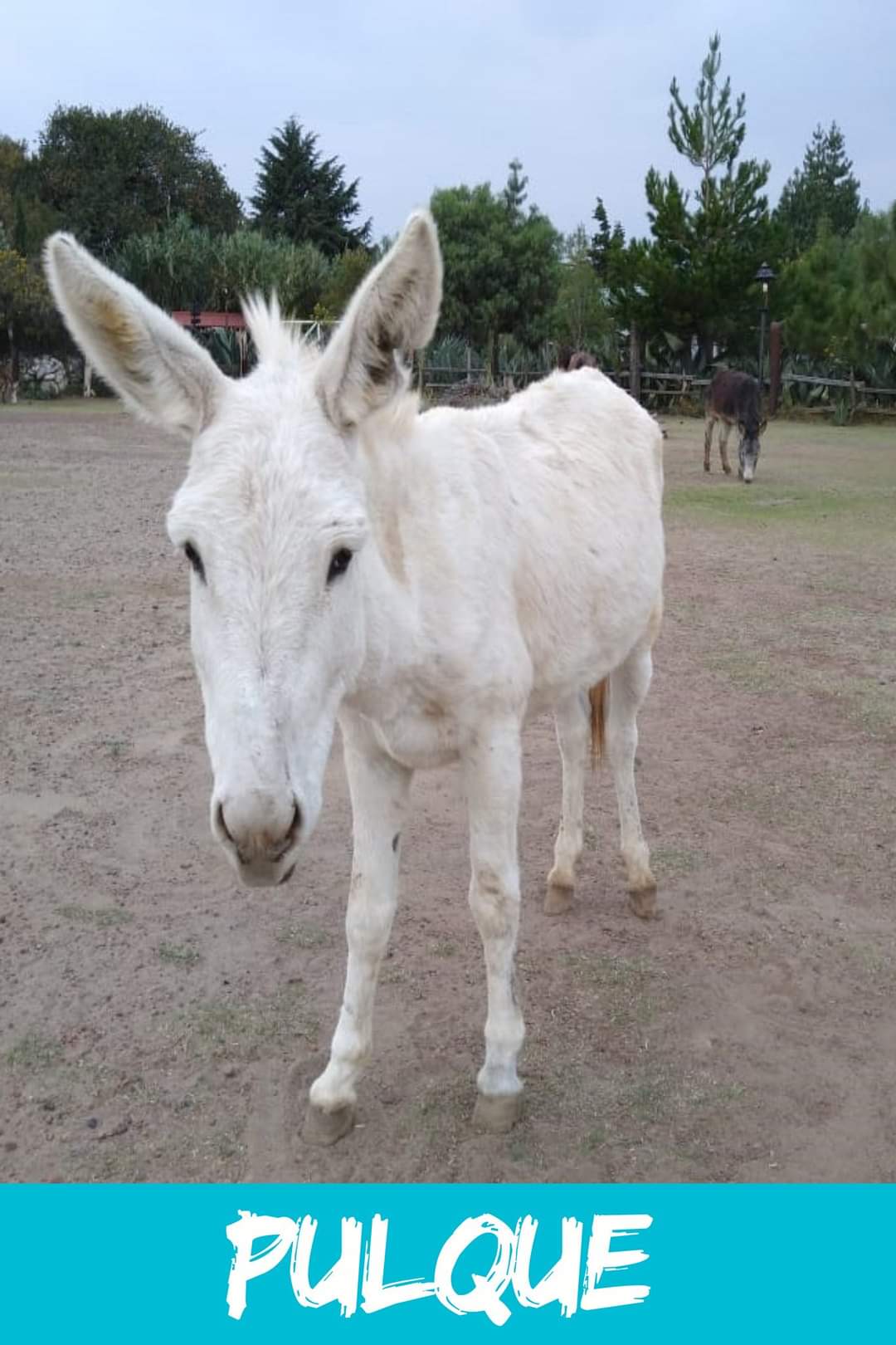 img/donkeys-1/FB_IMG_1696791651989.jpg