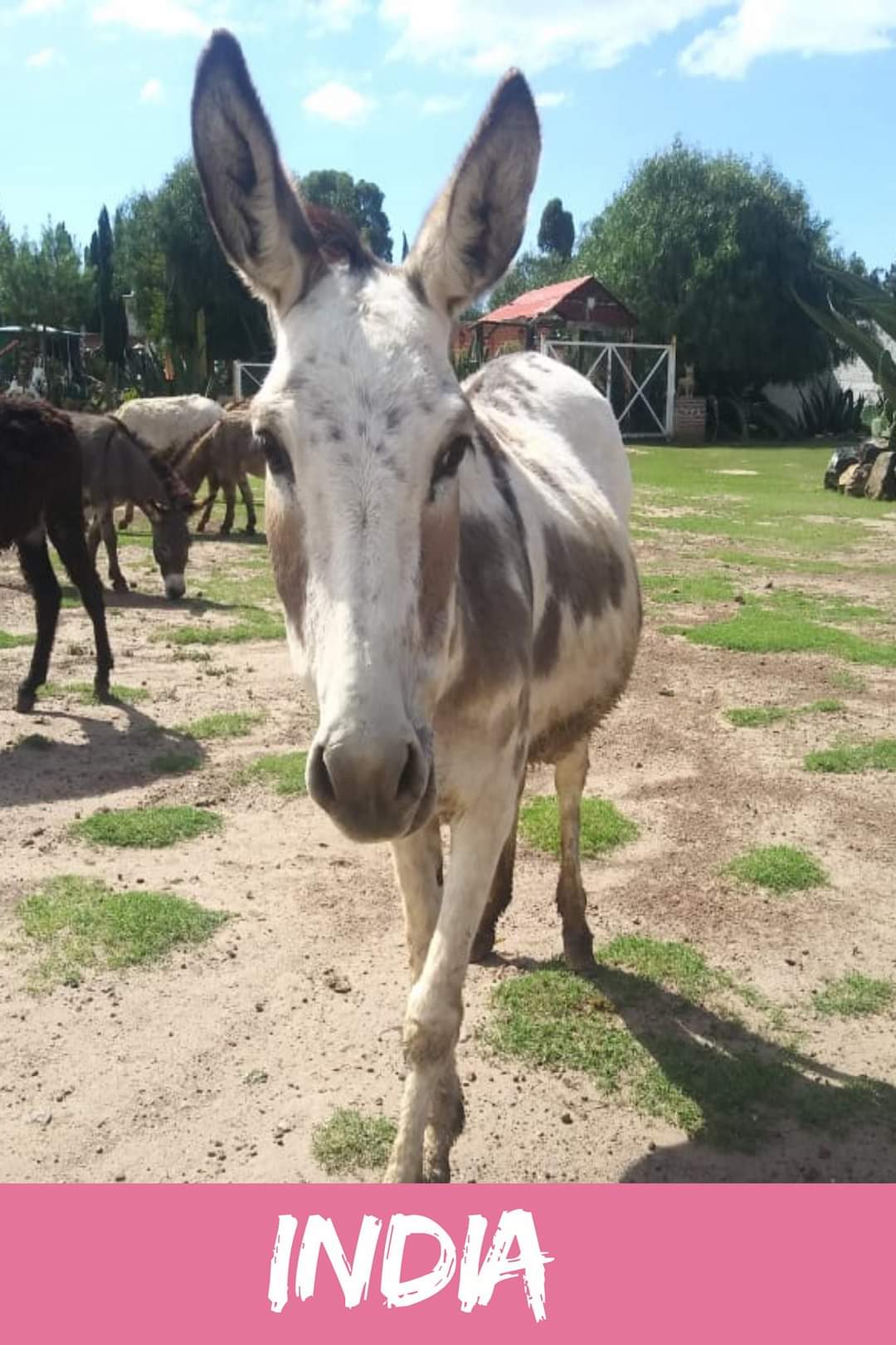 img/donkeys-1/FB_IMG_1696791655382.jpg
