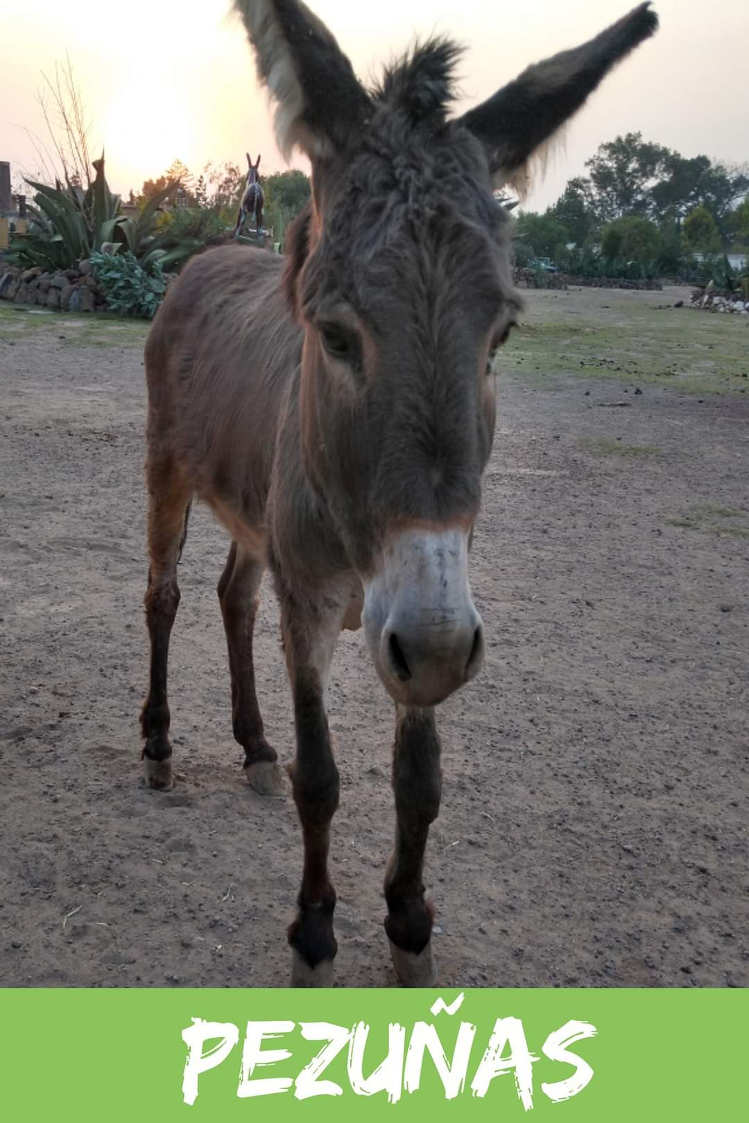 img/donkeys-1/FB_IMG_1696791661145.jpg