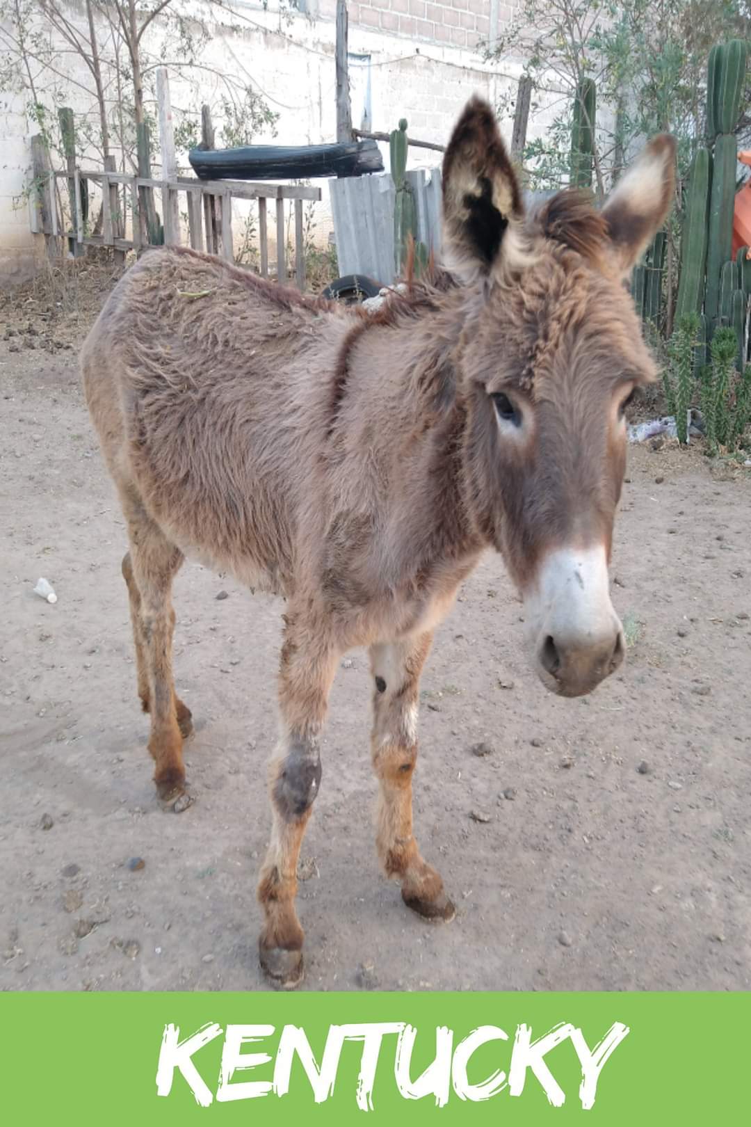 img/donkeys-1/FB_IMG_1696791666692.jpg