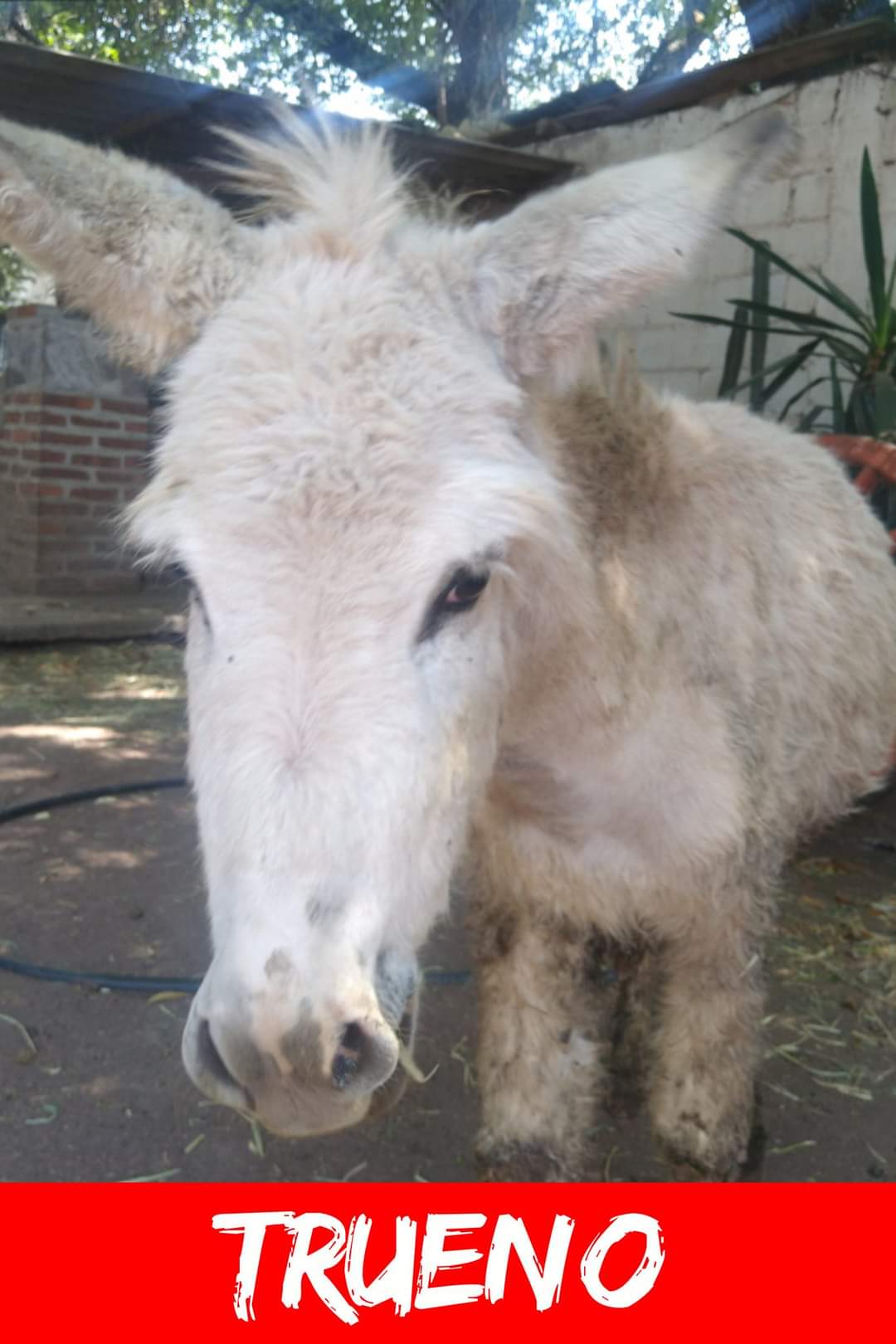 img/donkeys-1/FB_IMG_1696791669424.jpg