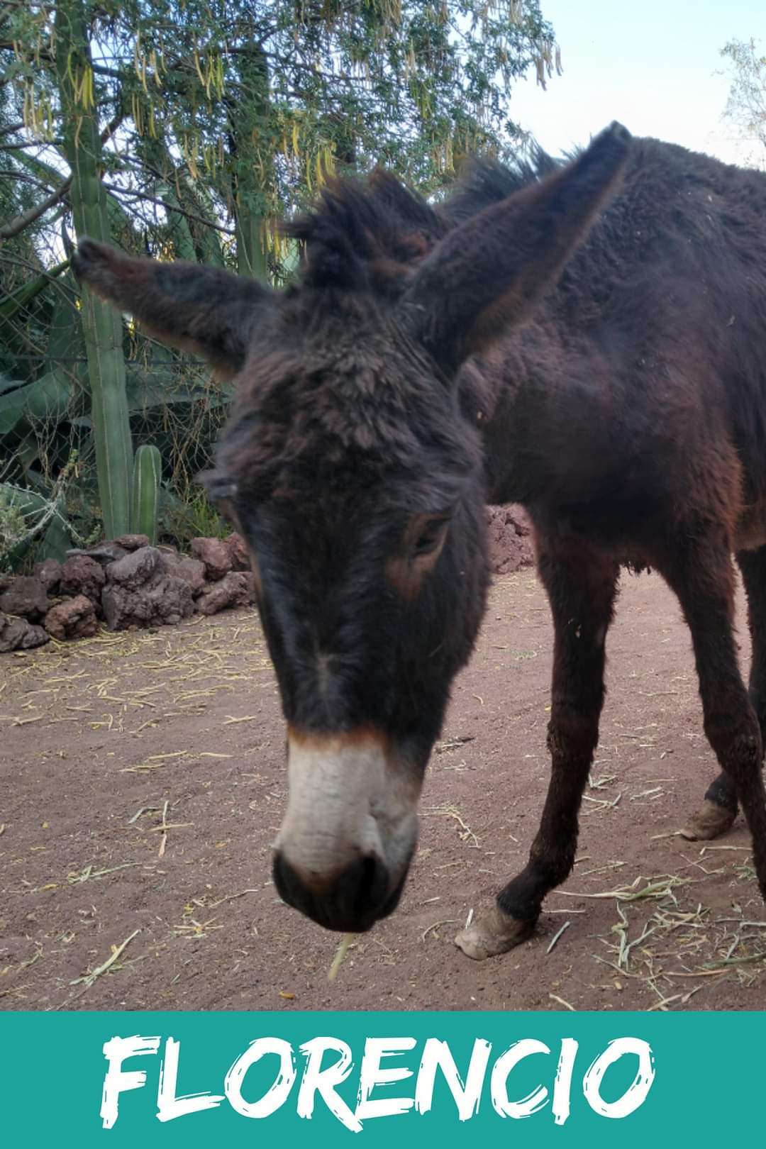 img/donkeys-1/FB_IMG_1696791676904.jpg