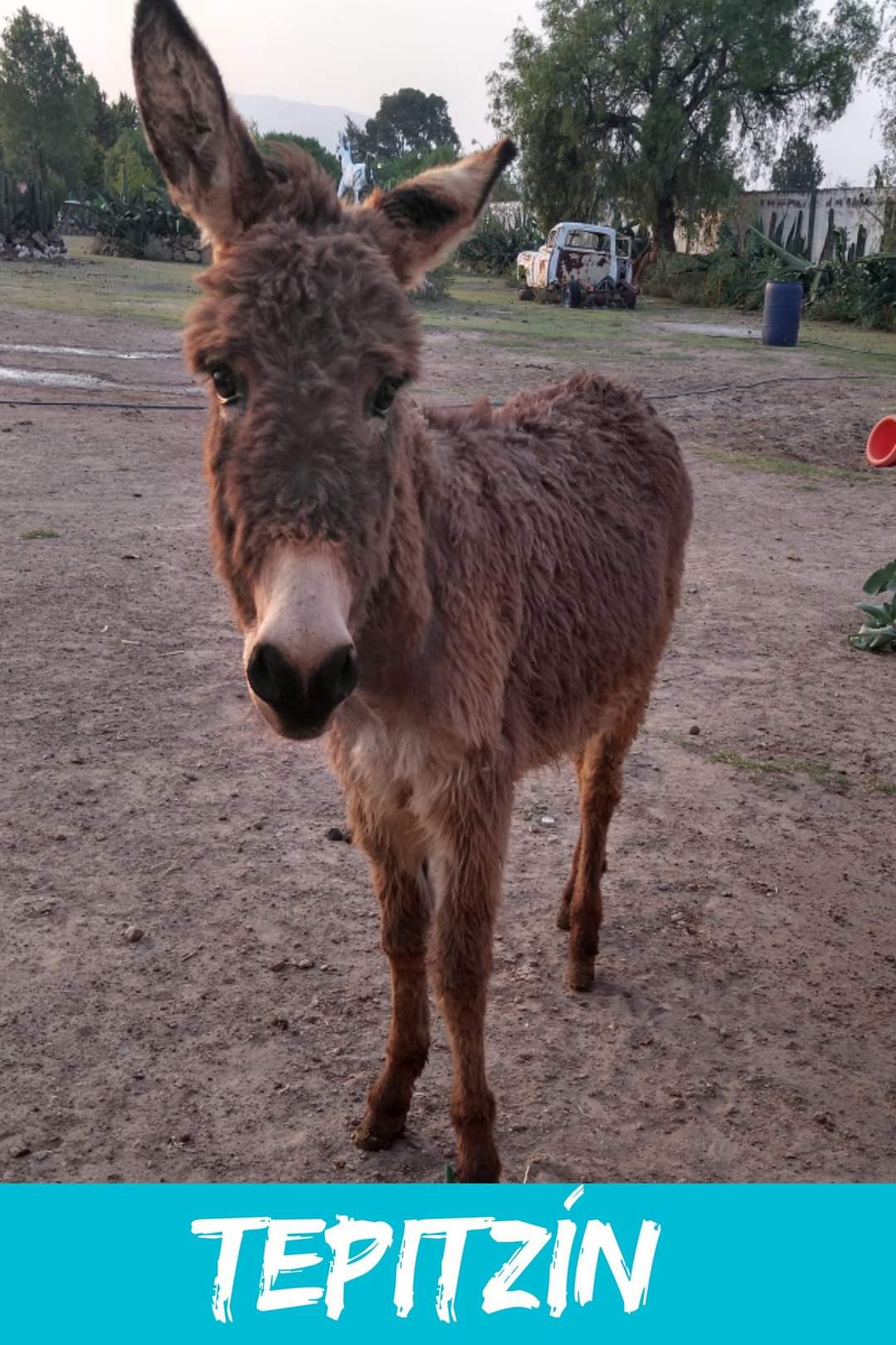 img/donkeys-1/FB_IMG_1696791679536.jpg