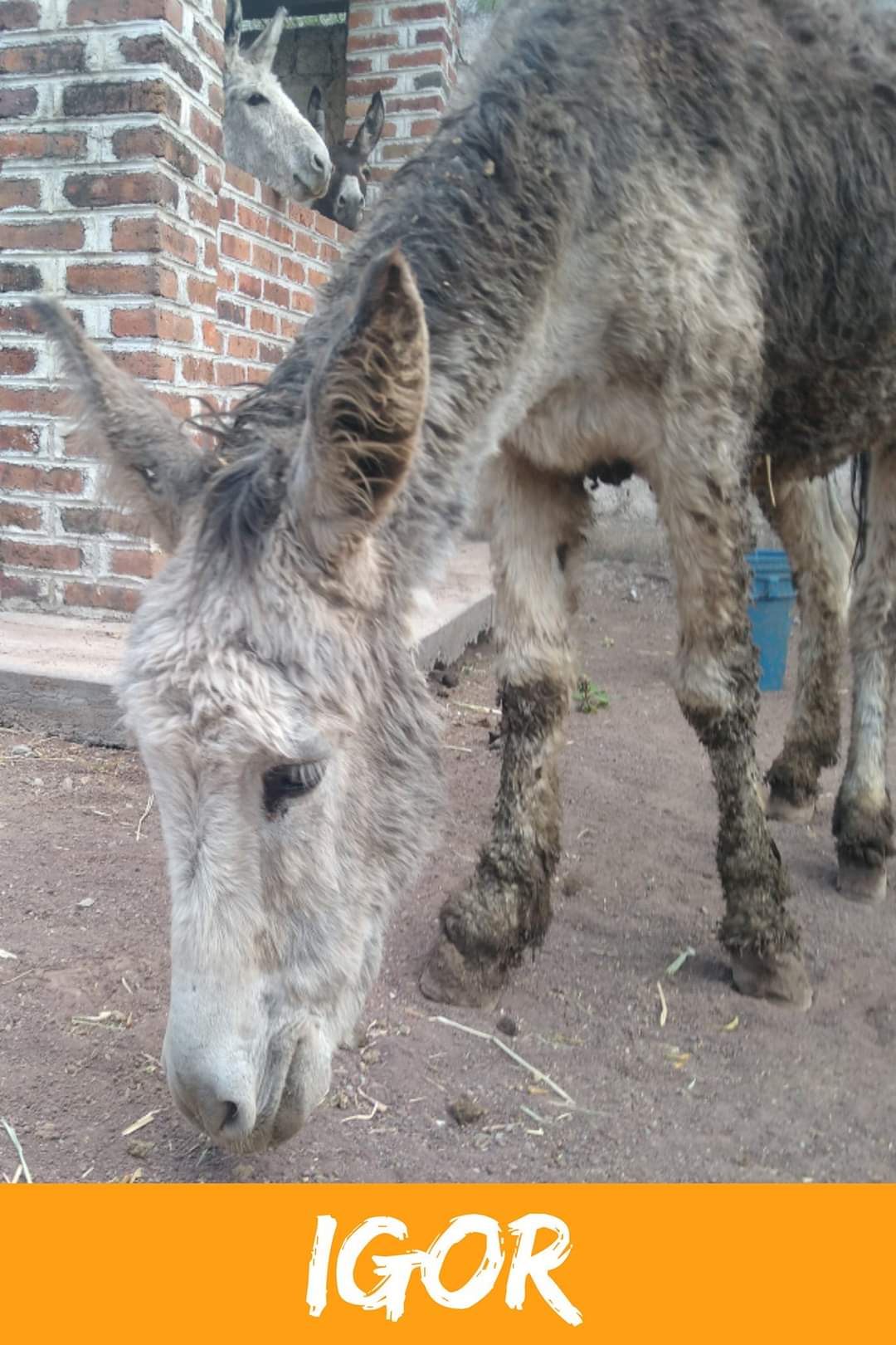 img/donkeys-1/FB_IMG_1696791682448.jpg