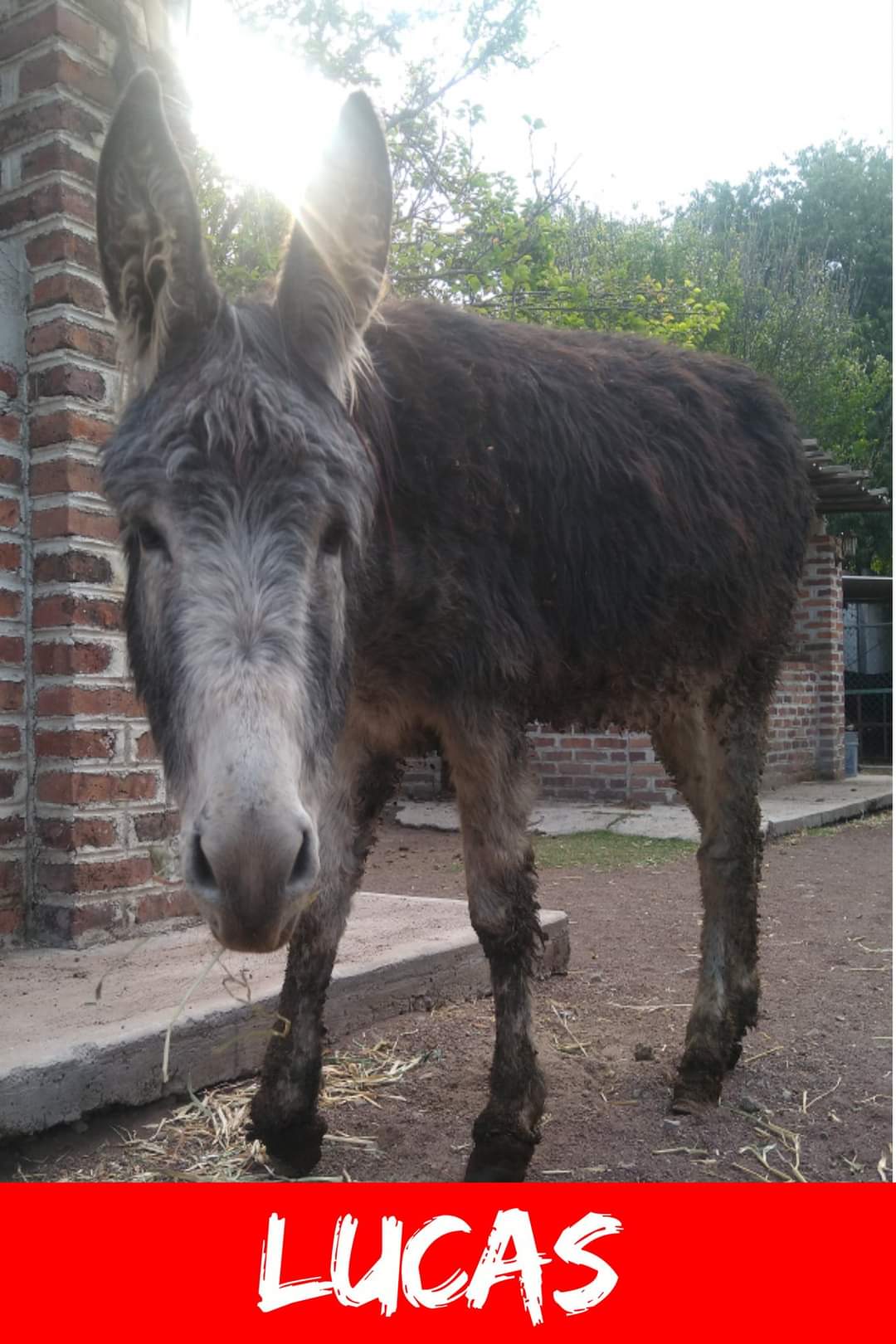 img/donkeys-1/FB_IMG_1696791686814.jpg