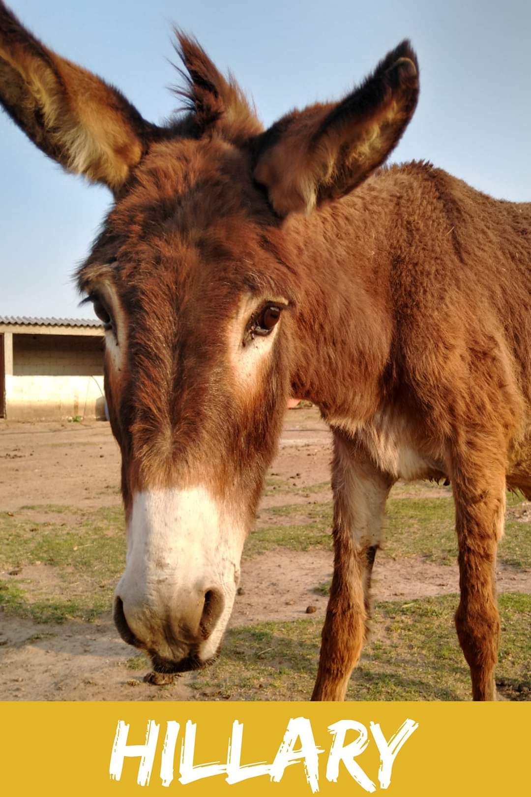 img/donkeys-1/FB_IMG_1696791713349.jpg