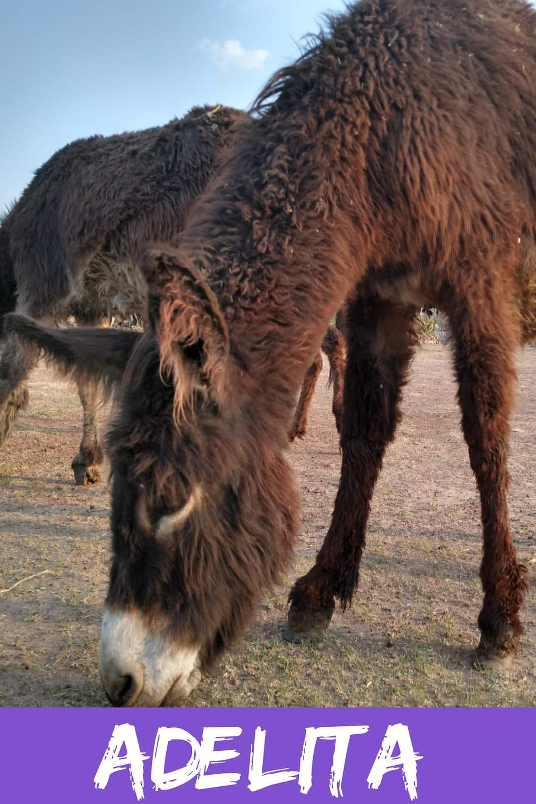 img/donkeys-1/FB_IMG_1696791718694.jpg