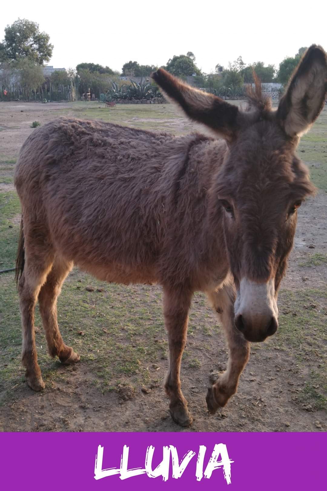 img/donkeys-1/FB_IMG_1696791731170.jpg