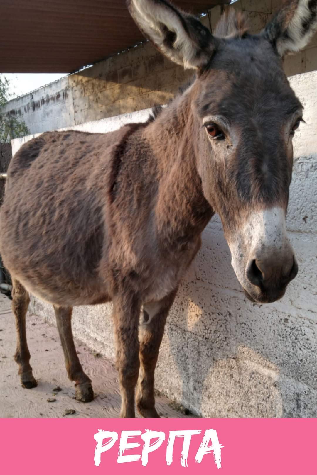 img/donkeys-1/FB_IMG_1696791735303.jpg