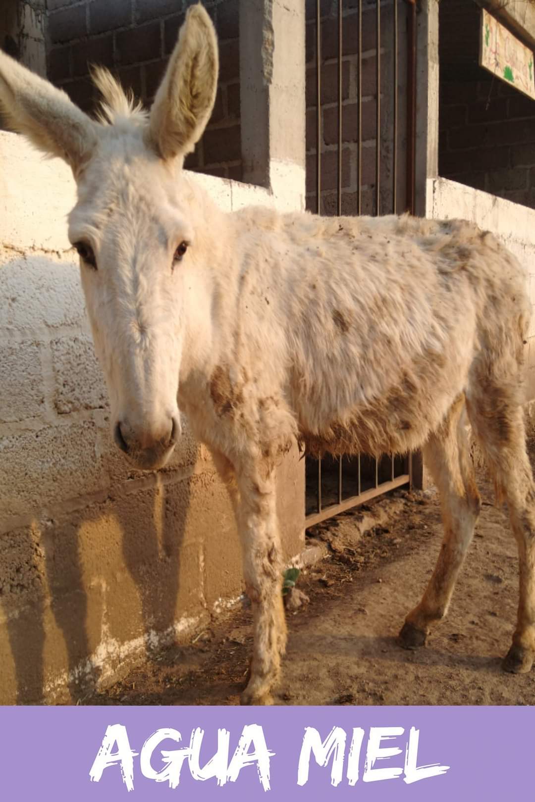 img/donkeys-1/FB_IMG_1696791739601.jpg