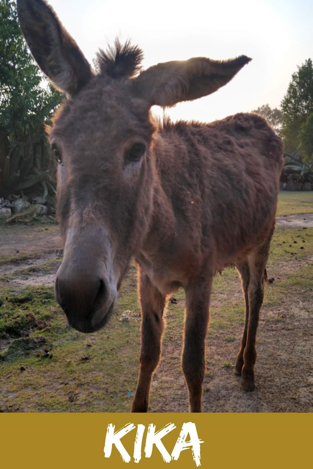 img/donkeys-1/FB_IMG_1696791743614.jpg