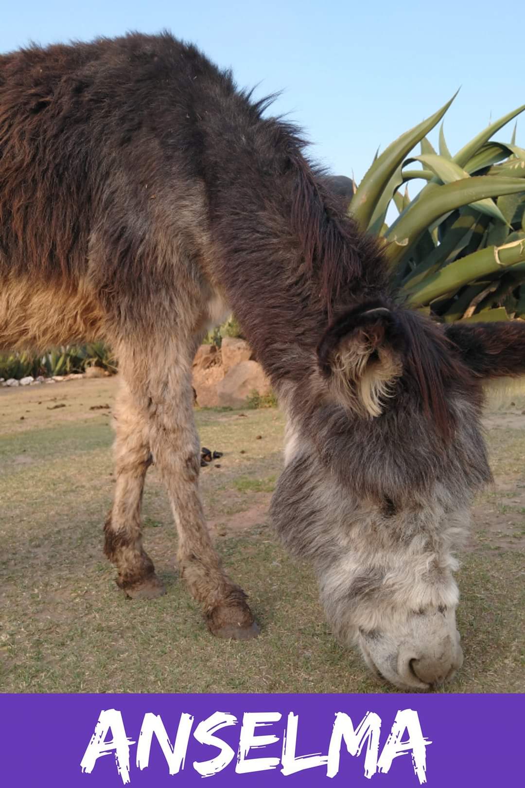 img/donkeys-1/FB_IMG_1696791746612.jpg