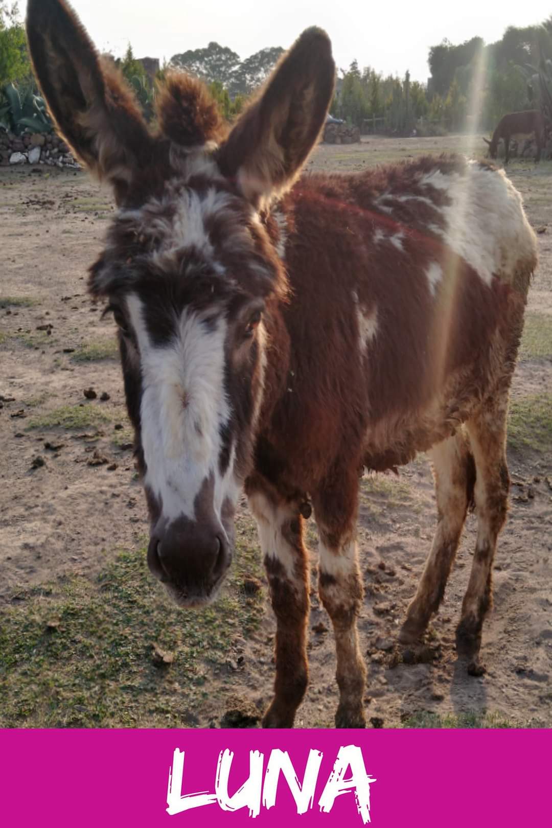 img/donkeys-1/FB_IMG_1696791749560.jpg