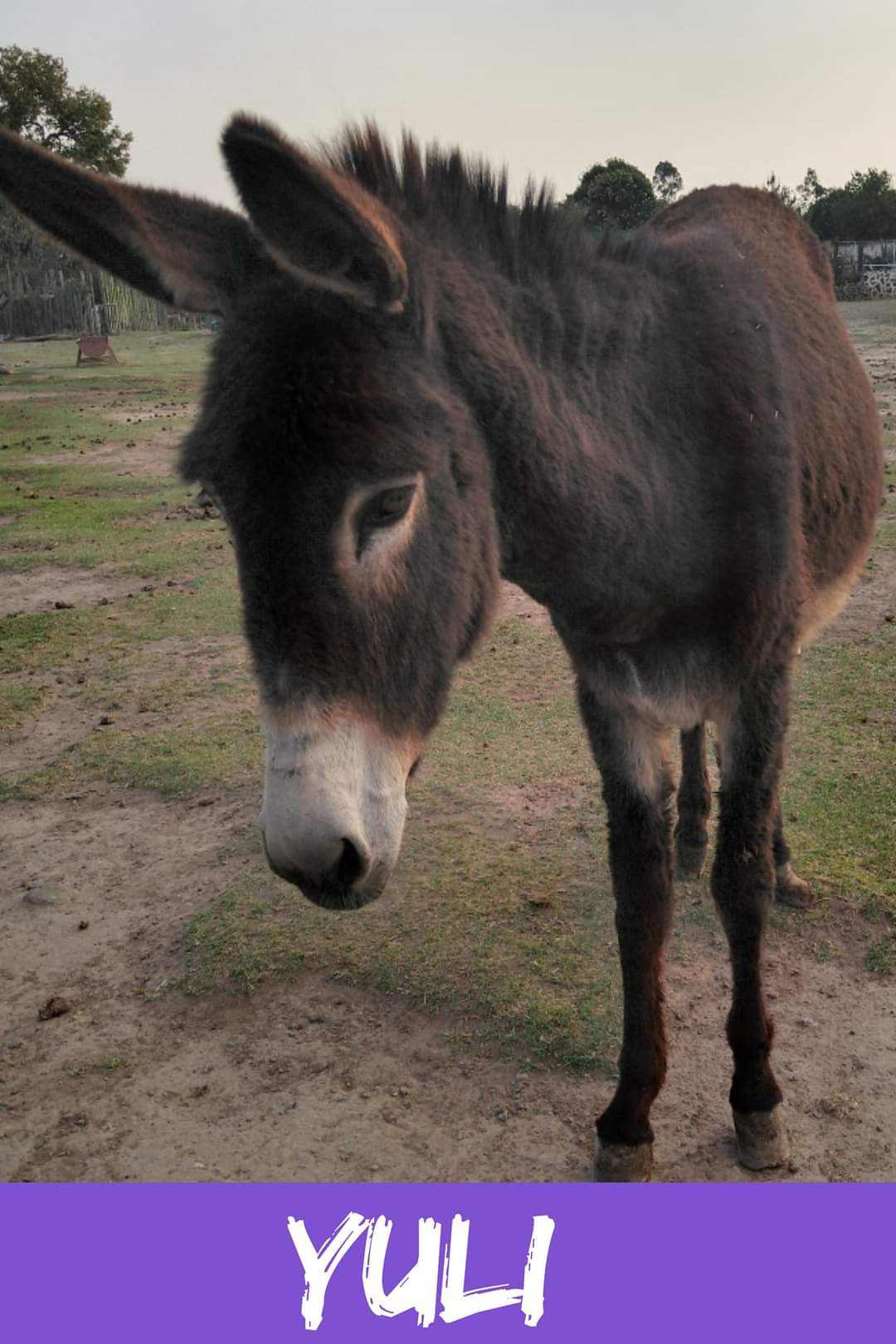 img/donkeys-1/FB_IMG_1696791753541.jpg