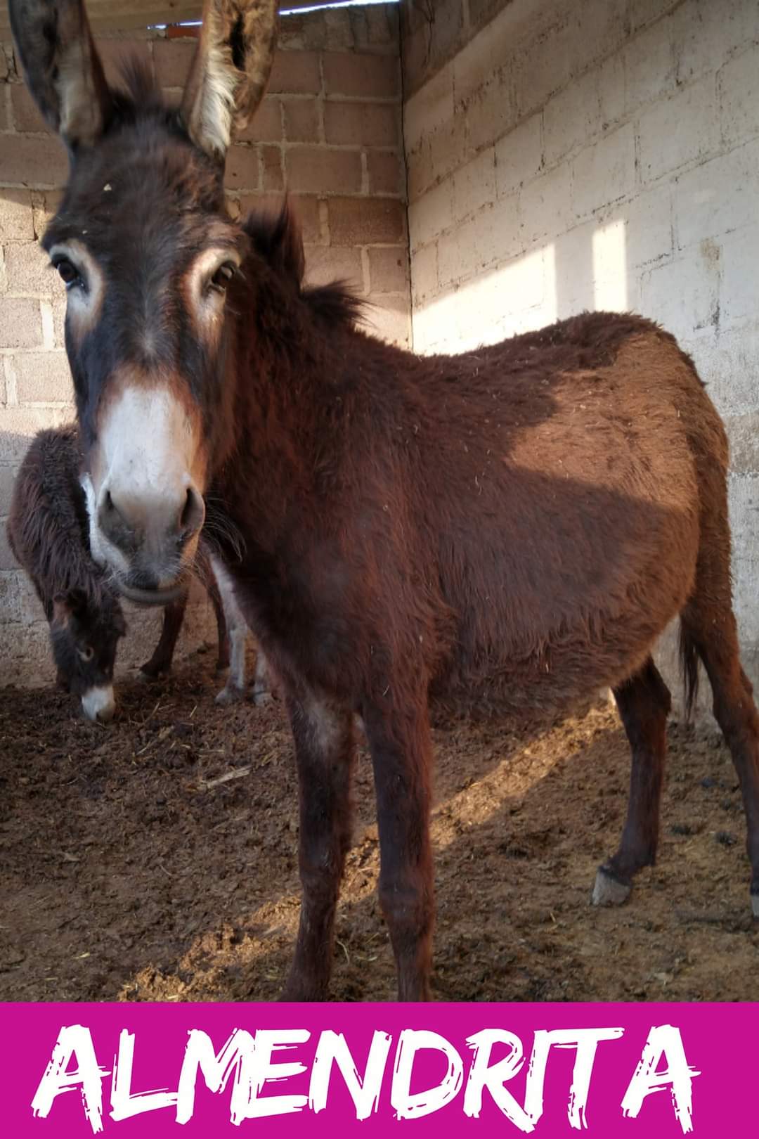 img/donkeys-1/FB_IMG_1696791756822.jpg
