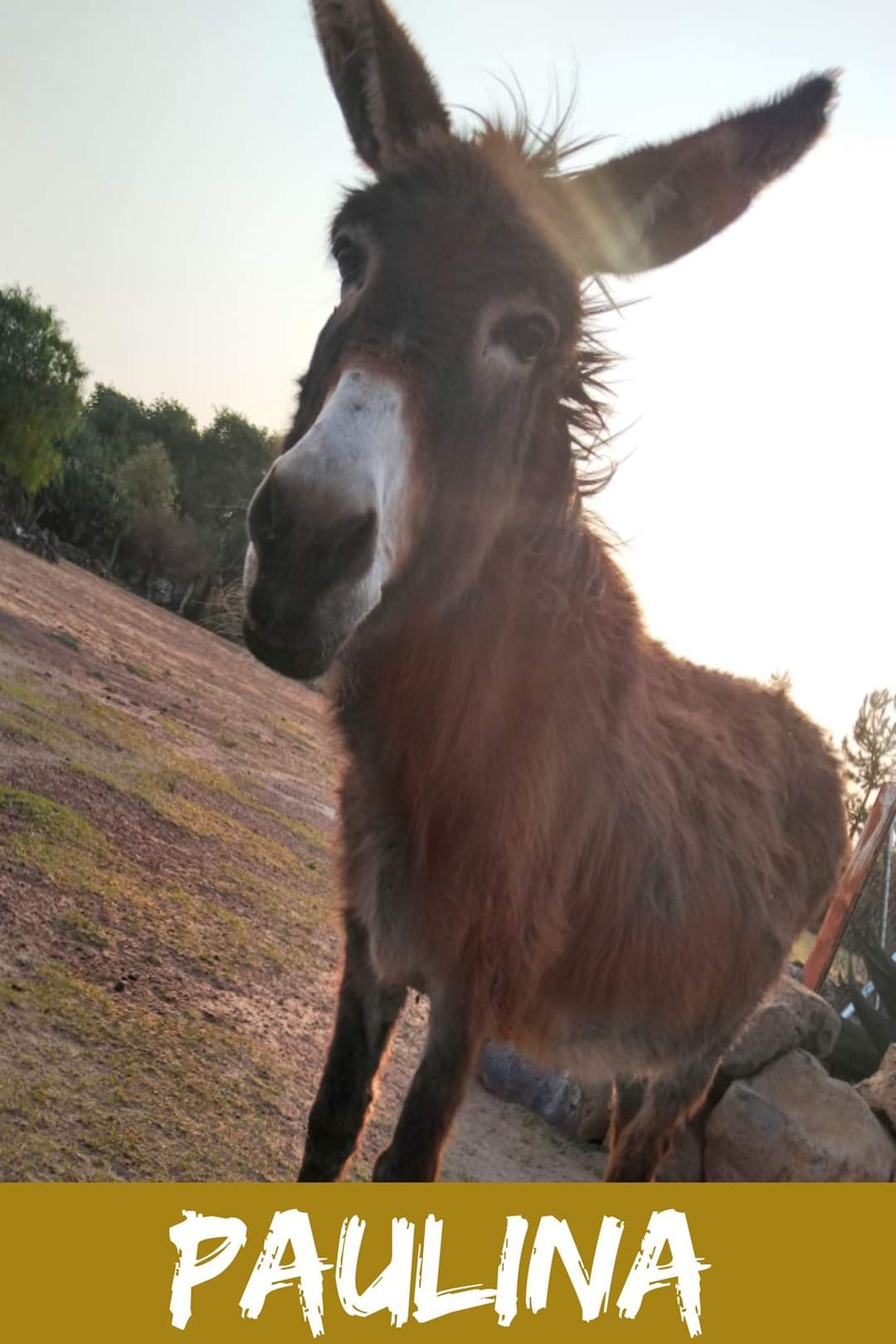 img/donkeys-1/FB_IMG_1696791763218.jpg