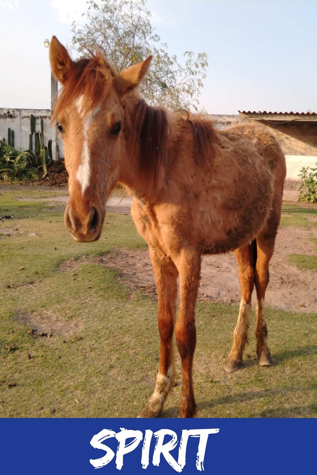 img/donkeys-1/FB_IMG_1696791767417.jpg