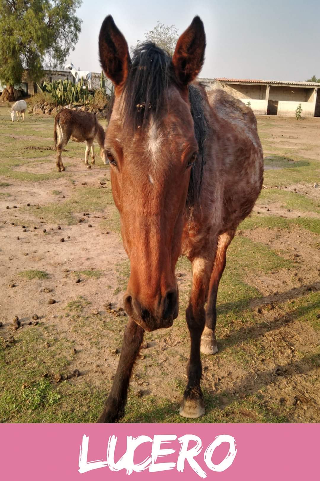 img/donkeys-1/FB_IMG_1696791776362.jpg