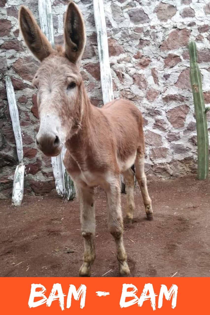 img/donkeys-1/IMG-20231014-WA0004.jpg