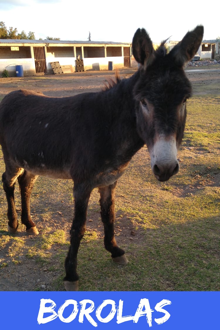 img/donkeys-1/IMG-20231014-WA0009.jpg