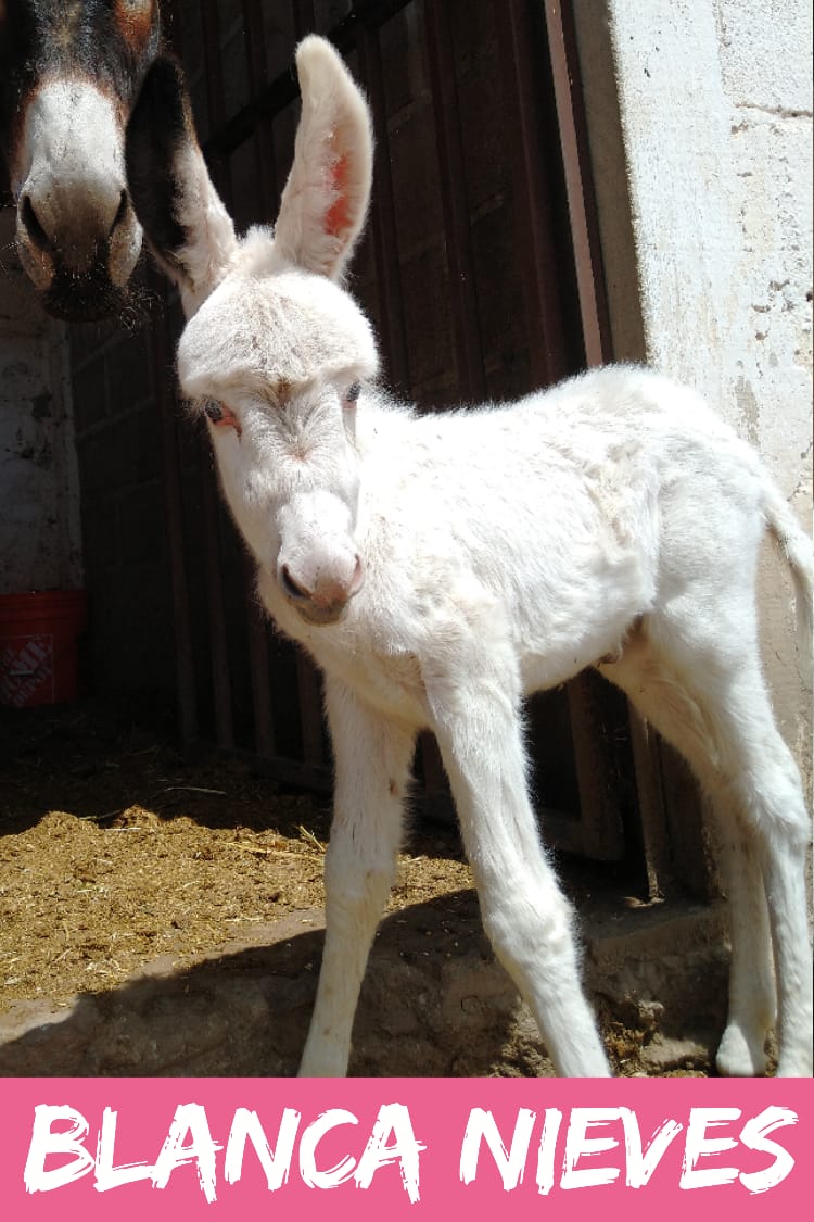 img/donkeys-1/IMG-20231014-WA0010.jpg