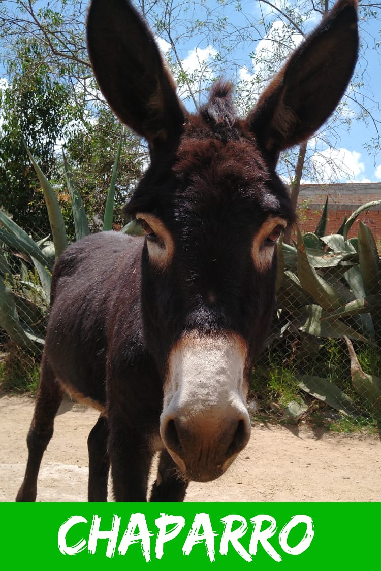 img/donkeys-1/IMG-20231014-WA0011.jpg