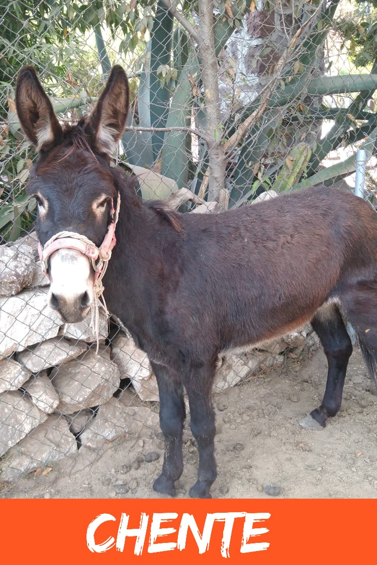 img/donkeys-1/IMG-20231014-WA0012.jpg