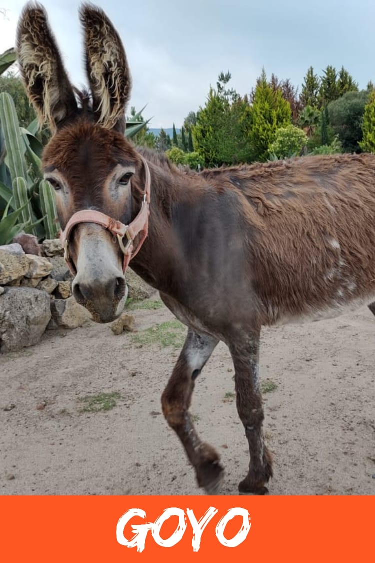 img/donkeys-1/IMG-20231014-WA0019.jpg