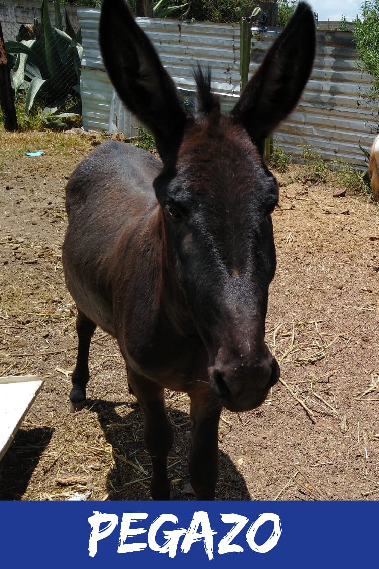img/donkeys-1/IMG-20231014-WA0031.jpg