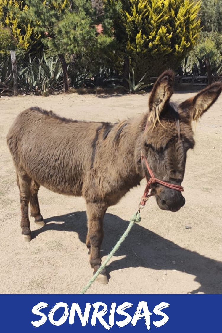 img/donkeys-1/IMG-20231014-WA0034.jpg