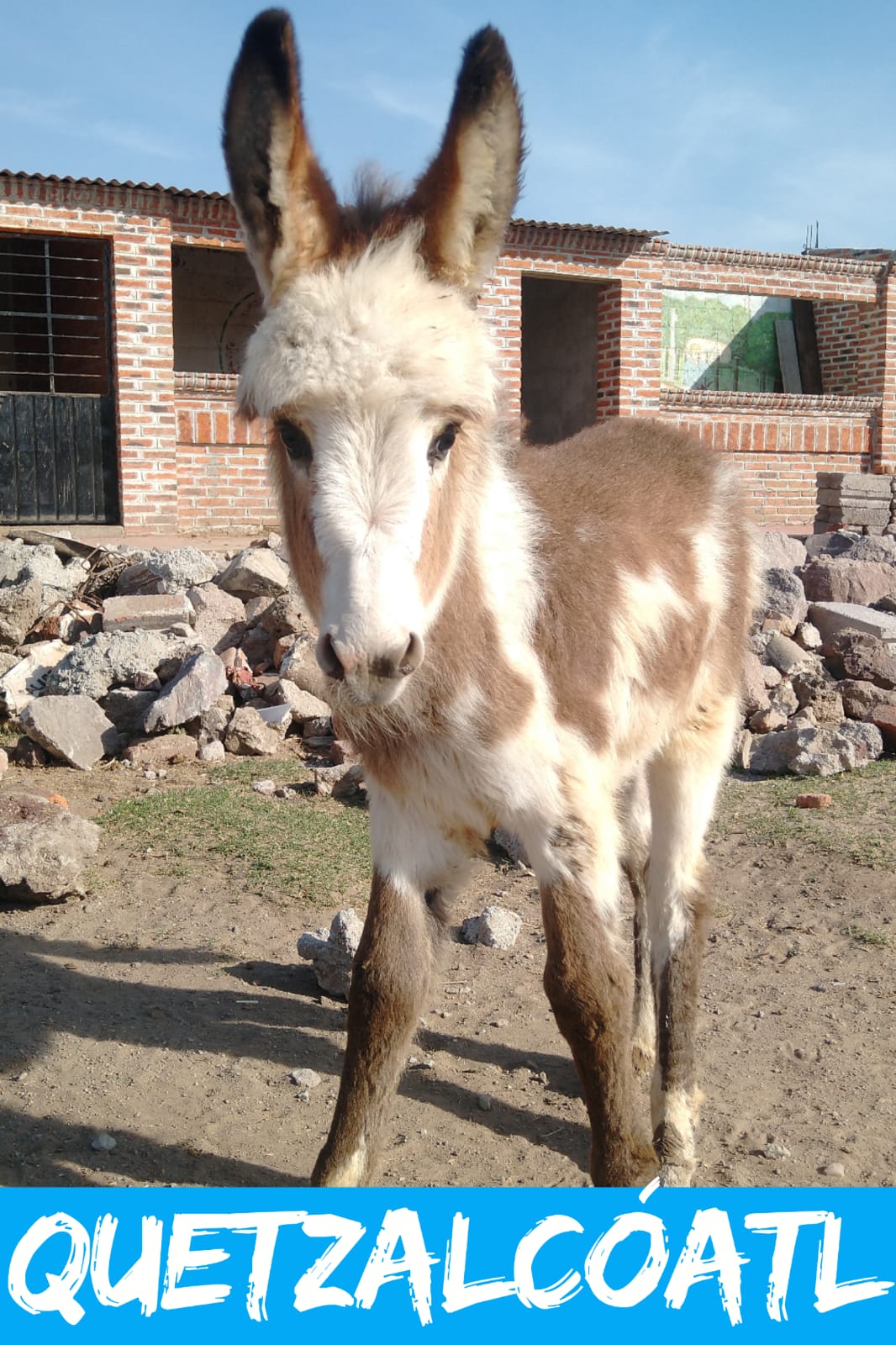 img/donkeys-1/IMG-20231014-WA0037.jpg