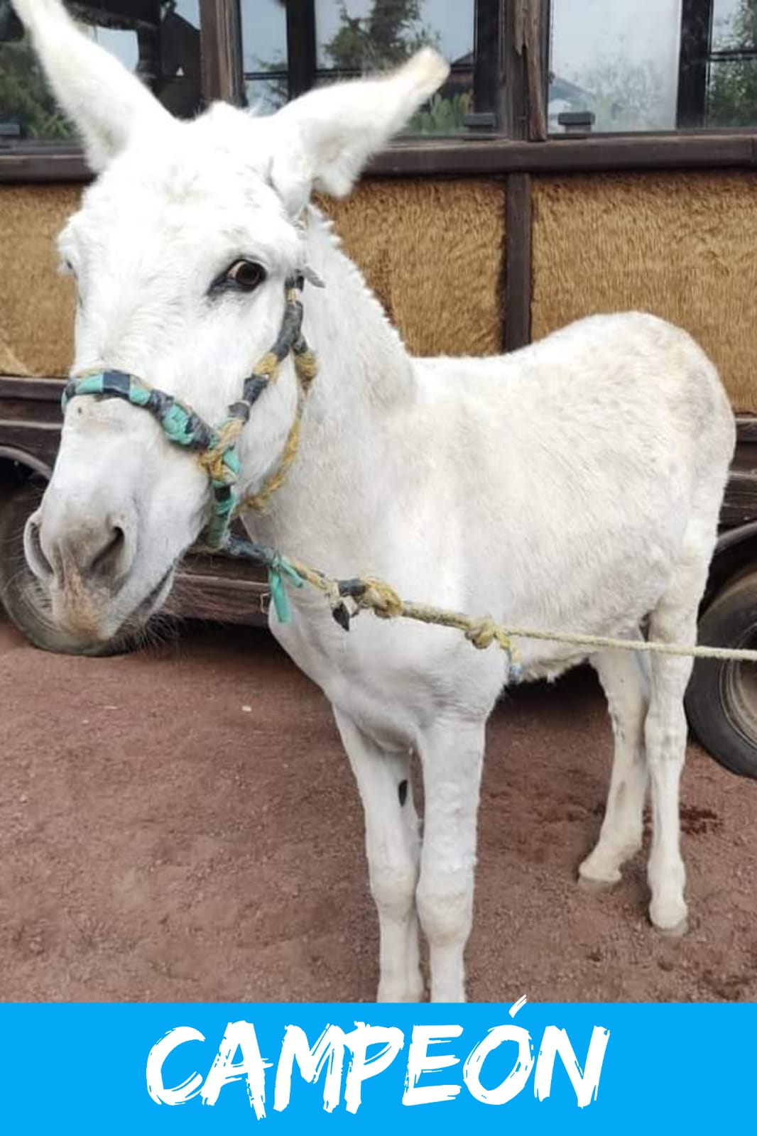 img/donkeys-2/IMG-20231014-WA0040.jpg