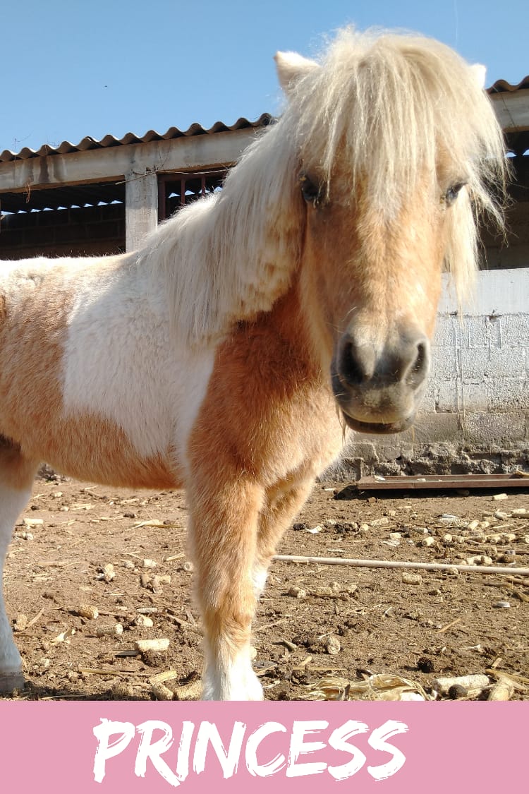 img/donkeys-2/IMG-20231014-WA0059.jpg