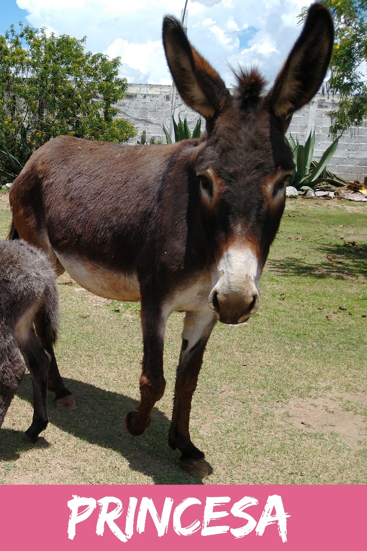 img/donkeys-2/IMG-20231014-WA0060.jpg