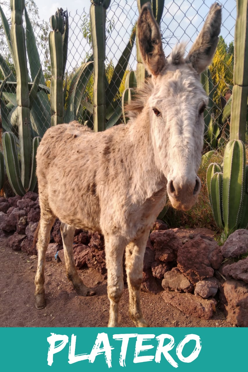 img/donkeys-2/IMG-20231014-WA0061.jpg