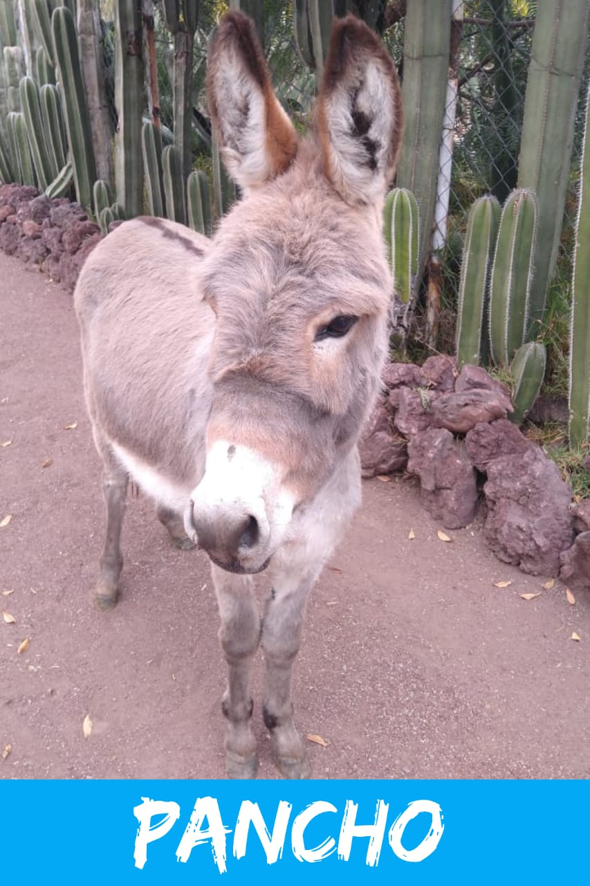 img/donkeys-2/IMG-20231014-WA0064.jpg