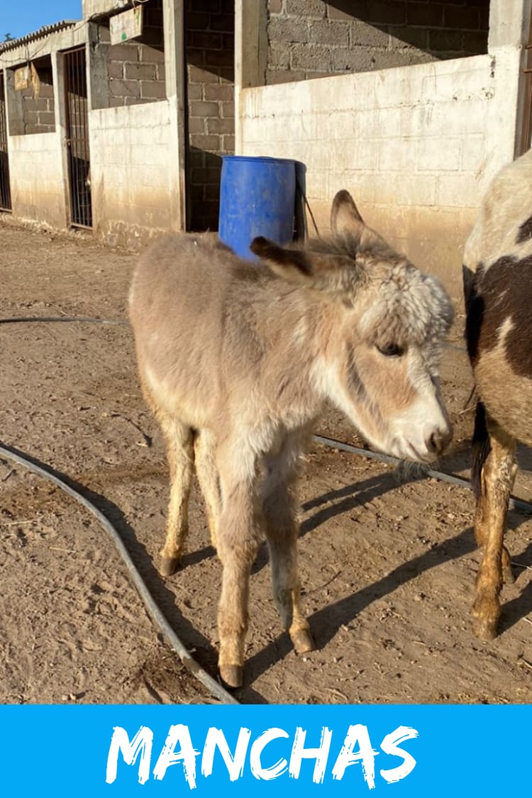 img/donkeys-2/IMG-20231014-WA0067.jpg