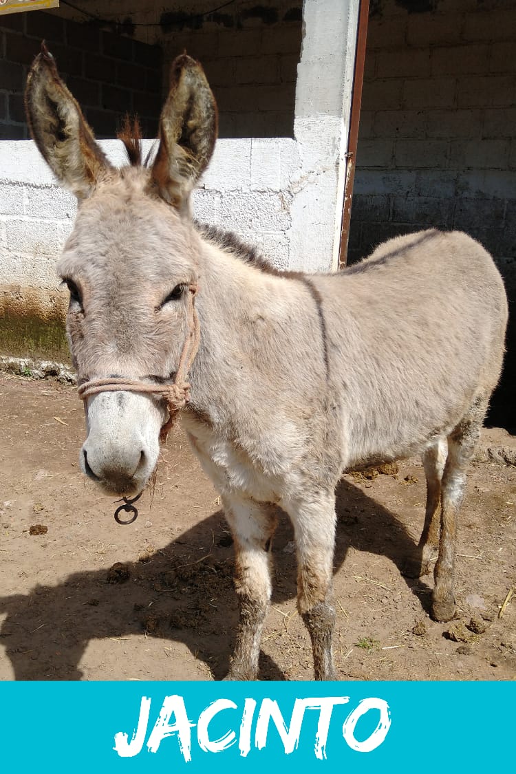 img/donkeys-2/IMG-20231014-WA0072.jpg