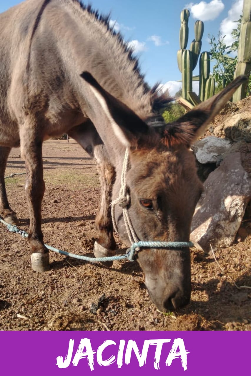 img/donkeys-2/IMG-20231014-WA0073(1).jpg