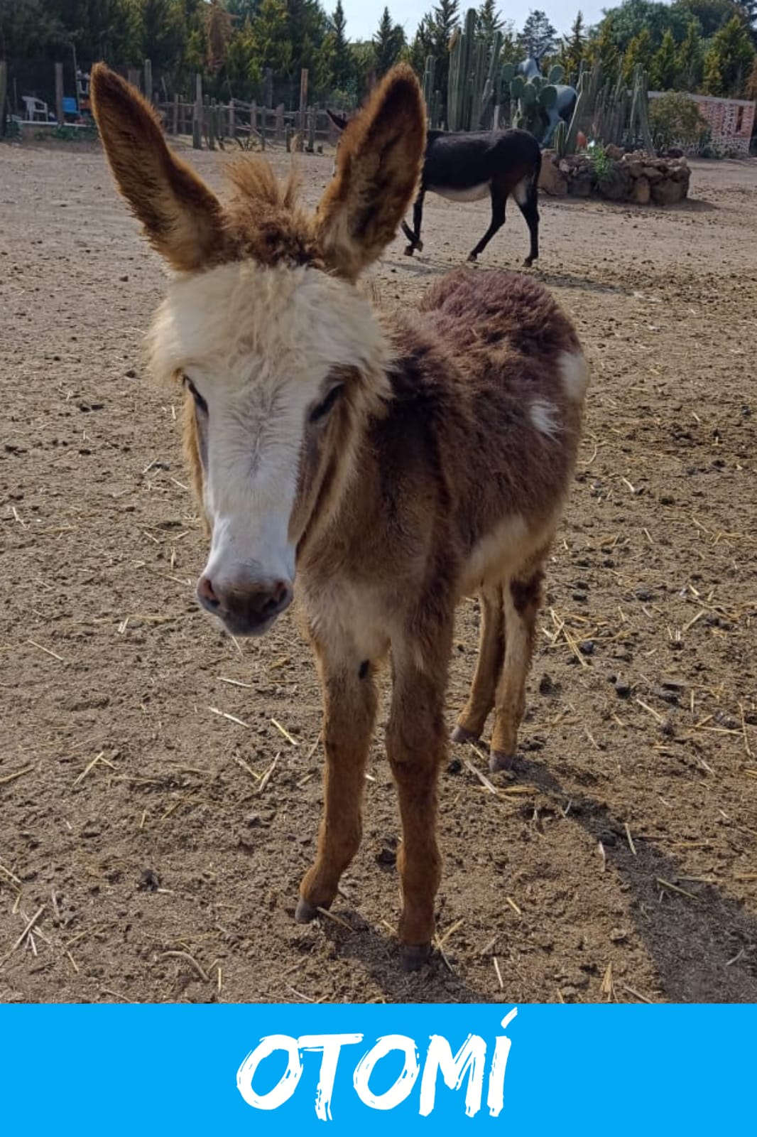 img/donkeys-2/IMG-20231114-WA0007.jpg