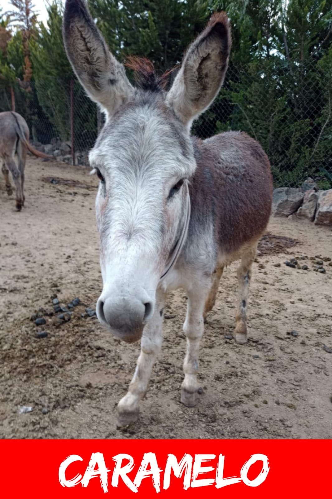 img/donkeys-2/IMG-20231114-WA0008.jpg