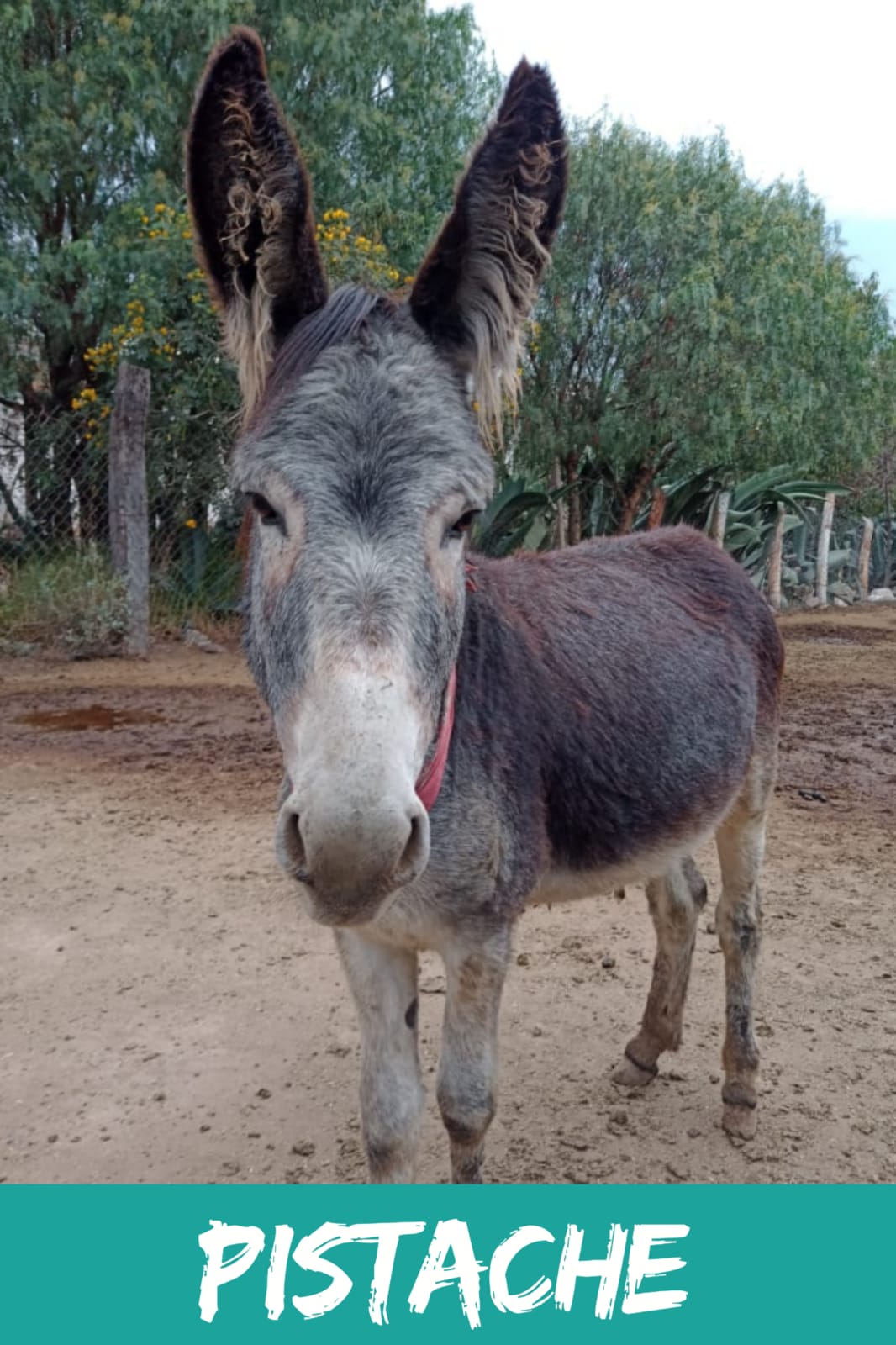 img/donkeys-2/IMG-20231114-WA0009.jpg
