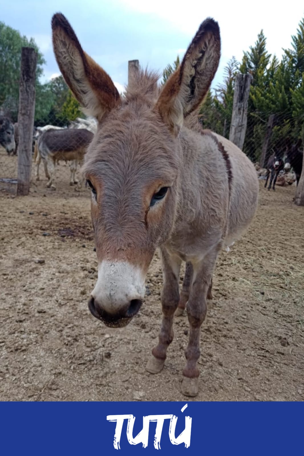 img/donkeys-2/IMG-20231114-WA0011.jpg