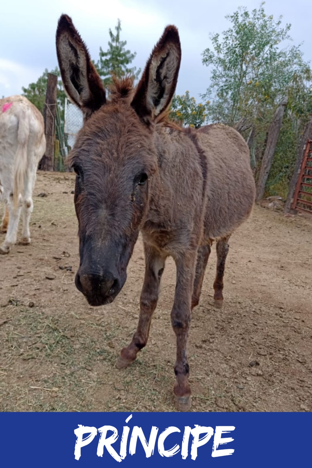 img/donkeys-2/IMG-20231114-WA0012.jpg