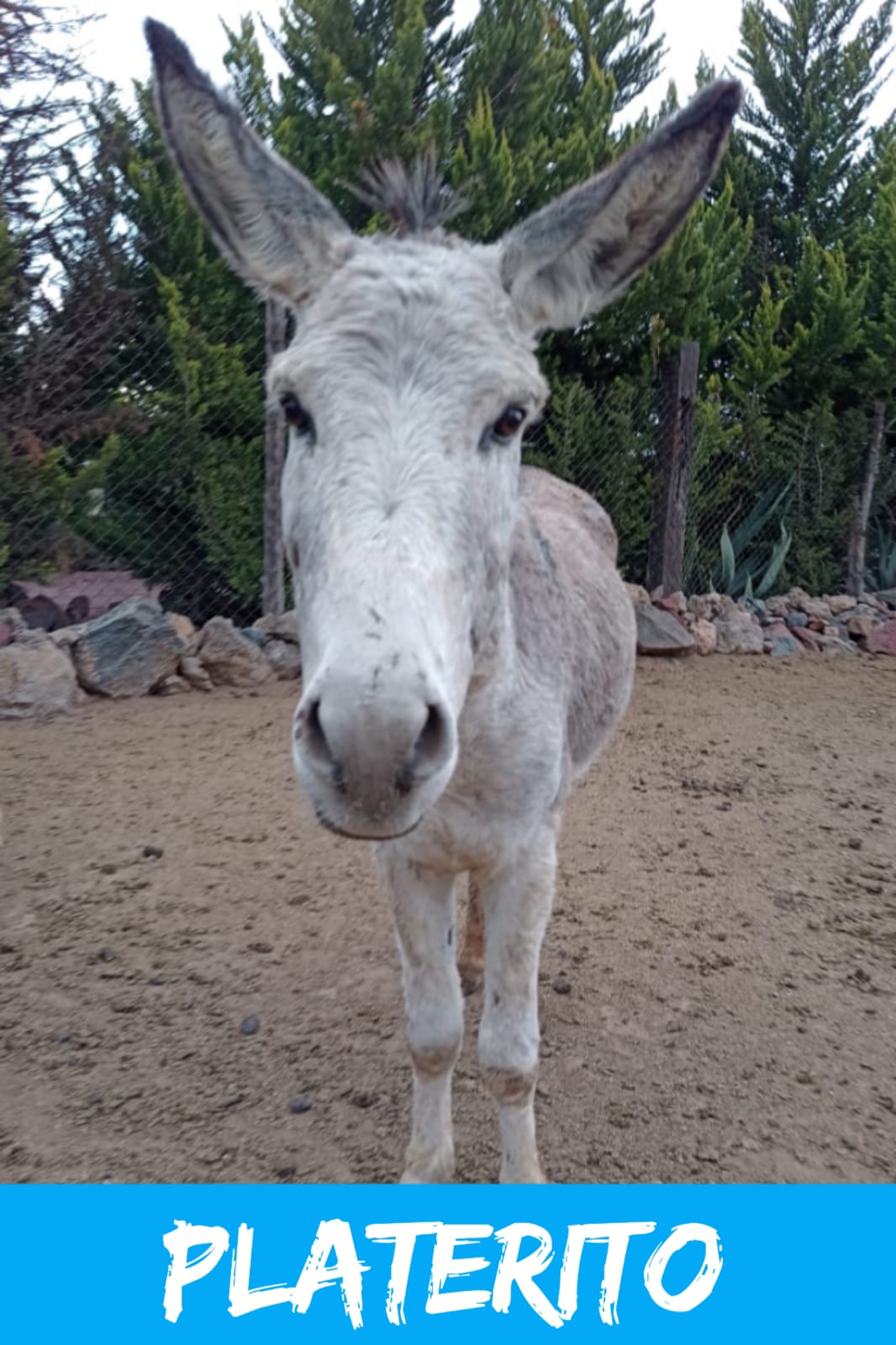 img/donkeys-2/IMG-20231114-WA0013.jpg