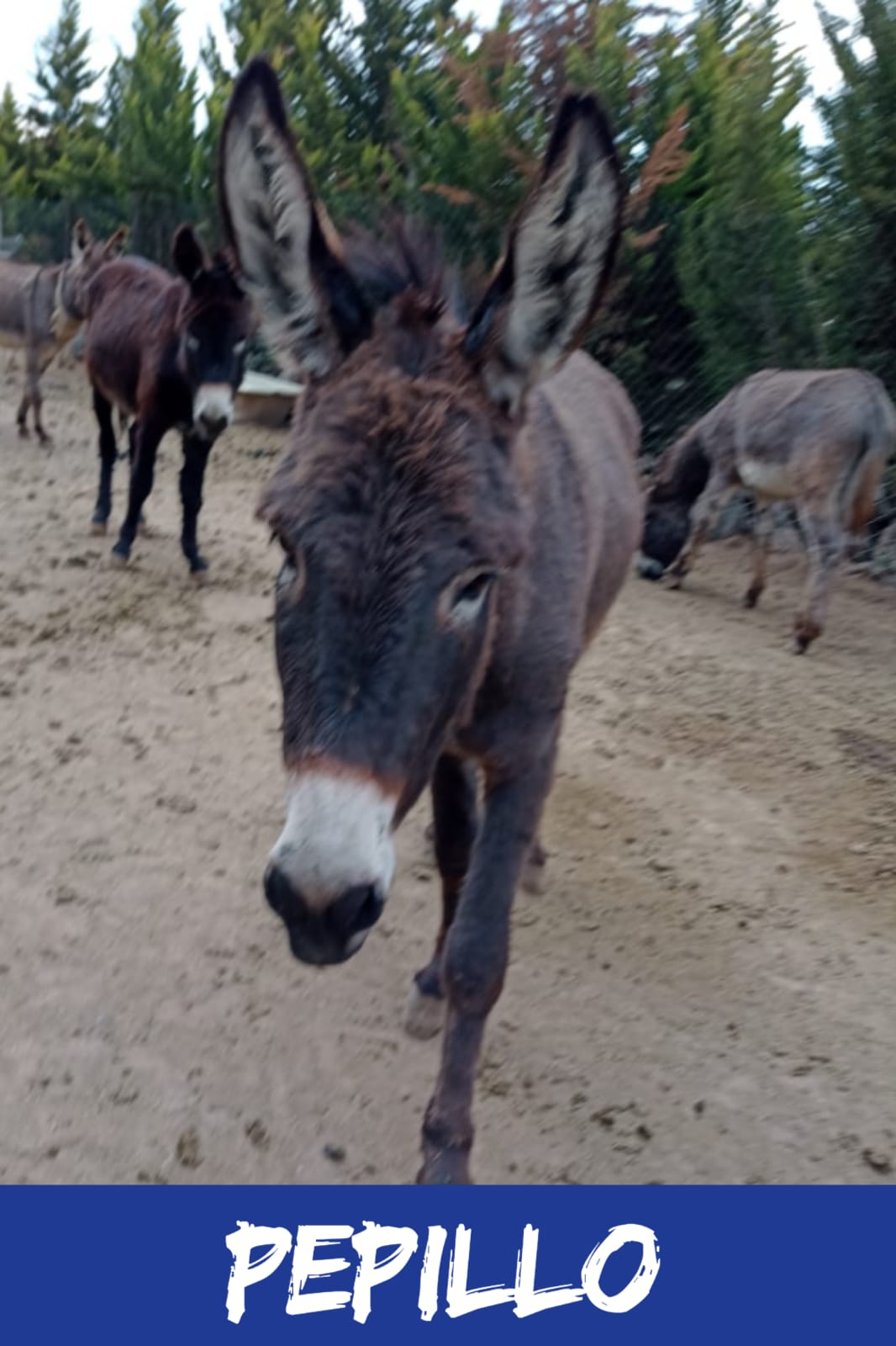 img/donkeys-2/IMG-20231114-WA0014.jpg