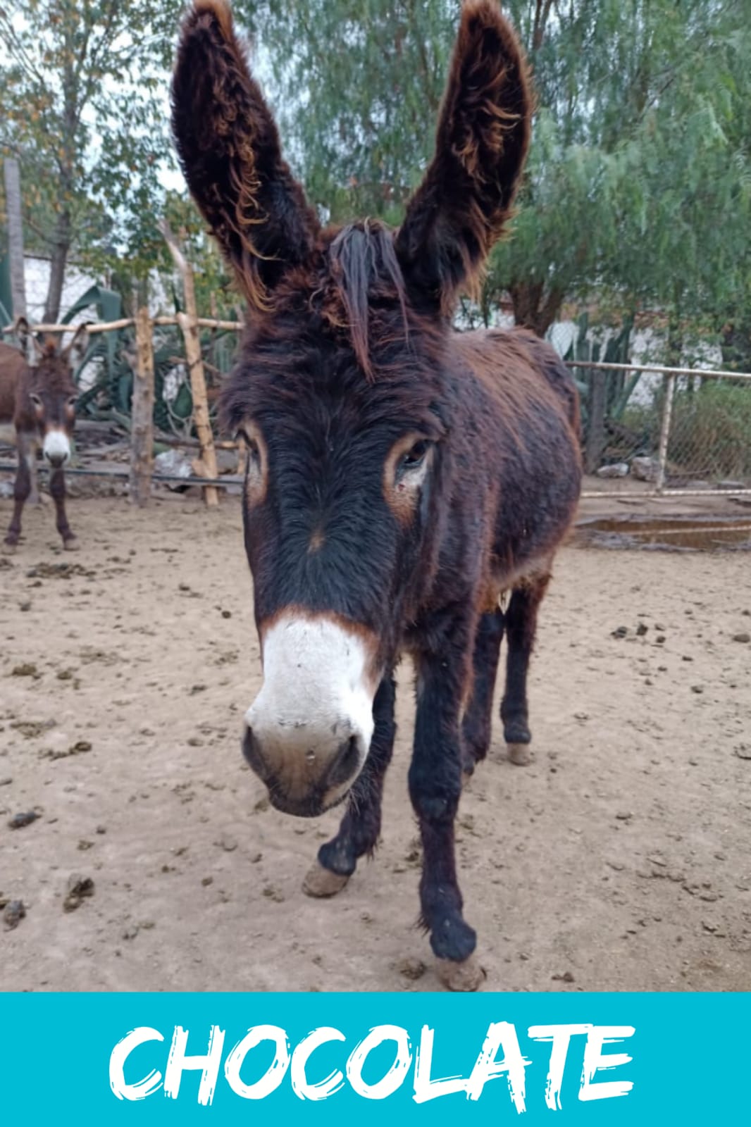 img/donkeys-2/IMG-20231114-WA0015.jpg