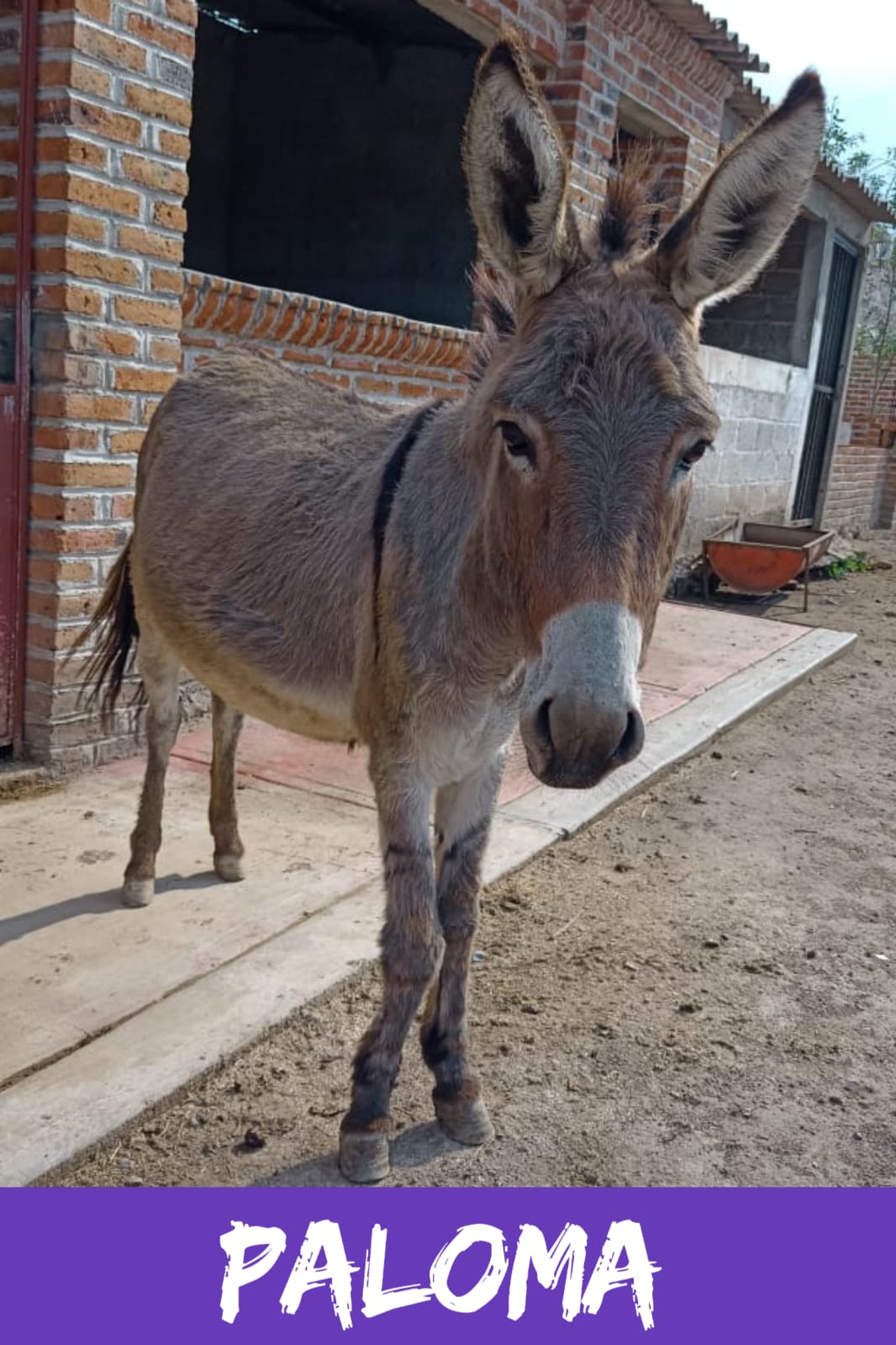 img/donkeys-2/IMG-20231114-WA0016.jpg