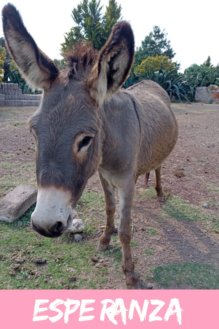 img/donkeys-2/IMG-20231115-WA0033.jpg