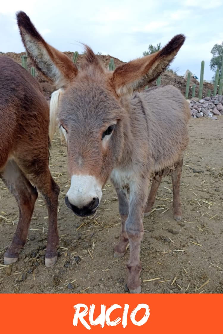 img/donkeys-2/IMG-20231115-WA0034.jpg